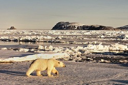 Norwegen, Arktis: Eisbrenexpedition nach Nordspitzbergen - Br im Packeis